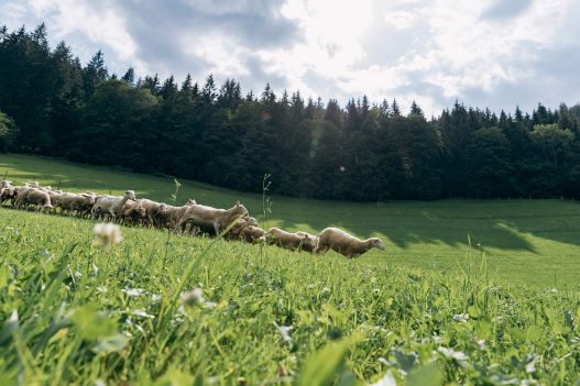 Schafe auf der Weide am Biobauernhof Orth